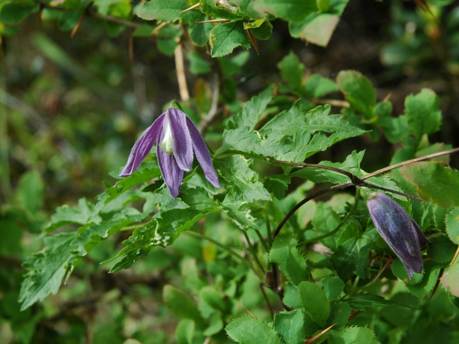 Clematis alpina